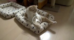 Очень ленивый кот