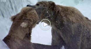 Як ведмеді ловлять рибу