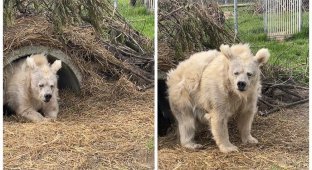 The withered state of a zombie, the first toilet and vitamin deficiency. What does a bear do immediately after hibernation? (7 photos)