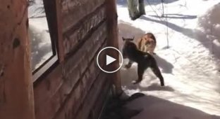 A domestic cat was not afraid of a lynx that entered its territory