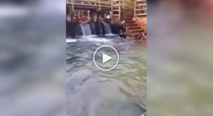 У Бразилії з басейну витягли п'ятиметрову анаконду