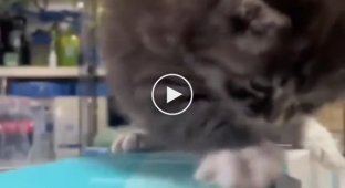 Vibrating cat: kitten trying to stay on a box