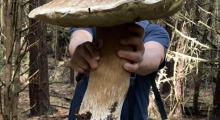 Грибний рай: люди вирушили в ліс за грибами, а знайшли справжній скарб (19 фото)