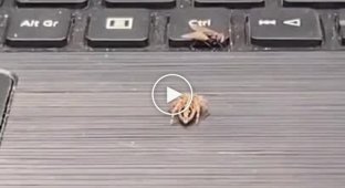 Spider hunts a fly