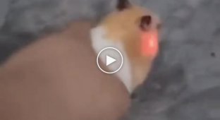 Party Hamster