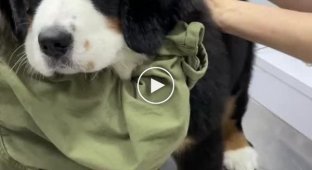 Like a toy: Puppy tries to stay calm at the vet's appointment