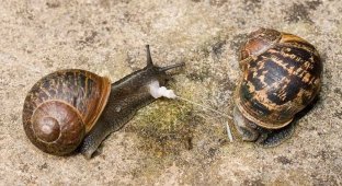 Why do snails shoot “arrows” at each other? (3 photos)