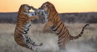 Як б'ються великі кішки: битва двох тигриць за територію (8 фото)