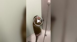 Monkey takes a shower