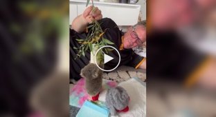 Коала осваивает лазание по деревьям