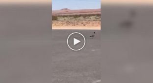 У США зайняли погоню койота за дорожнім бігуном