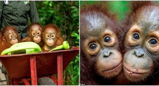Мілота дня: як живуть орангутани-сироти у заповіднику (17 фото)