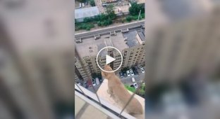 Небезпечна прогулянка кішки