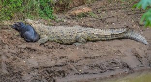 Friendship on the verge of fantasy: why crocodiles nurse little hippos (5 photos)