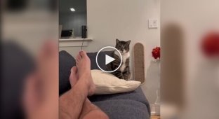 Кот ні в чому не винний