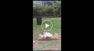 Geese brought pit bull to bliss and touched the net