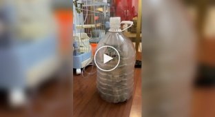 How are cats with asthma treated?