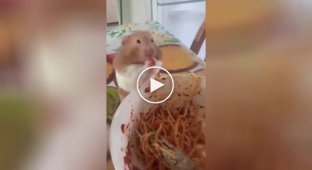 The hamster liked spaghetti