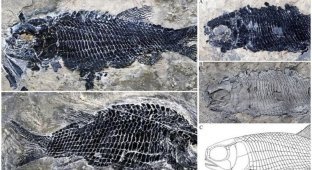 В Китае нашли окаменелые останки рыбы, которая жила 244 миллиона лет назад (4 фото)