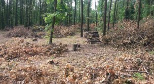 Дикое поле: Как 14% лесов Донбасса превращают в ноль