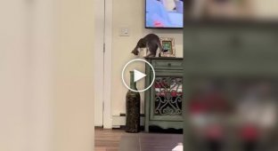 Кот играл с бутылкой и проиграл