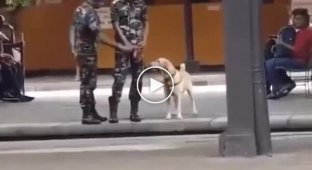 Funny reaction of a service dog to the command “at ease”