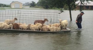 Животные, спасенные из зоны бедствия (8 фото)