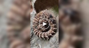 Броненосная ящерица: рептилия, которая сворачивается в кольцо, как живой браслет