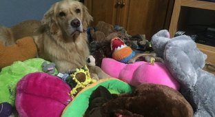 Каждую ночь эта собака берет с собой в кровать новые игрушки (14 фото)