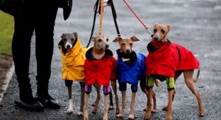 Шоу Крафт, крупнейшая выставка собак в мире (23 фото)