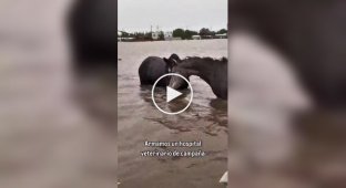 Эвакуация животных из зоны затопления в Аргентине