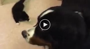 A cat constantly attacks a good-natured dog