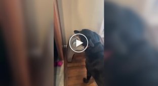 Dog waits for the owner to heat up his food