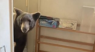 Медведь просто зашел на кухню мужчины, пока он готовил (2 фото + 1 видео)