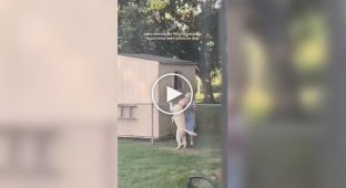 A dog continues to wait for his beloved granny after her death in the place where they played
