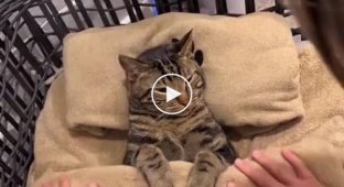 Расслабляющие процедуры для кошки