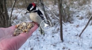 Frightened birds feast on tasty treats from the hand