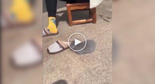 A kitten liked the owner's slipper