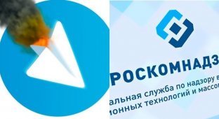 Аська или голубиная почта: Что делать, если заблокируют Telegram (17 фото + 1 видео)