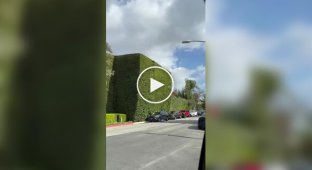 Живой забор миллиардера Джеффа Безоса