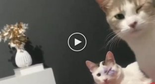 A cat had eye surgery, and now a second pet covers its eye, imitating it
