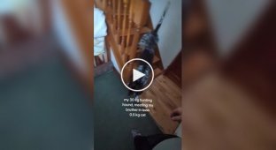 Мисливський собака проти кота