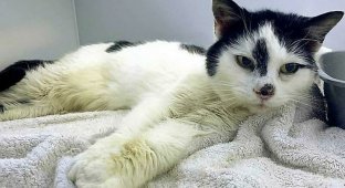 Женщина нашла пропавшую кошку через 11 лет (4 фото + 1 видео)