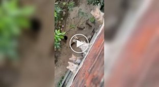 An invasion of hungry cats