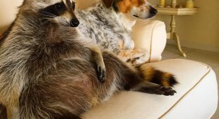 Domestic raccoons (35 photos)