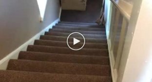Пес-экстремал показал странный способ спуска с лестницы