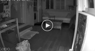 Медведь проник в дом и напугал маленького пса