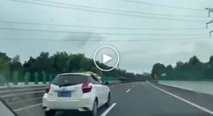 В Китае гигантский бирманский питон прямо на ходу выполз из окна автомобиля