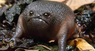 Frogs that look like a figment of someone's rich imagination (20 photos)