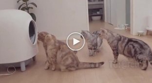 Cats' reaction to a toilet with a self-cleaning function